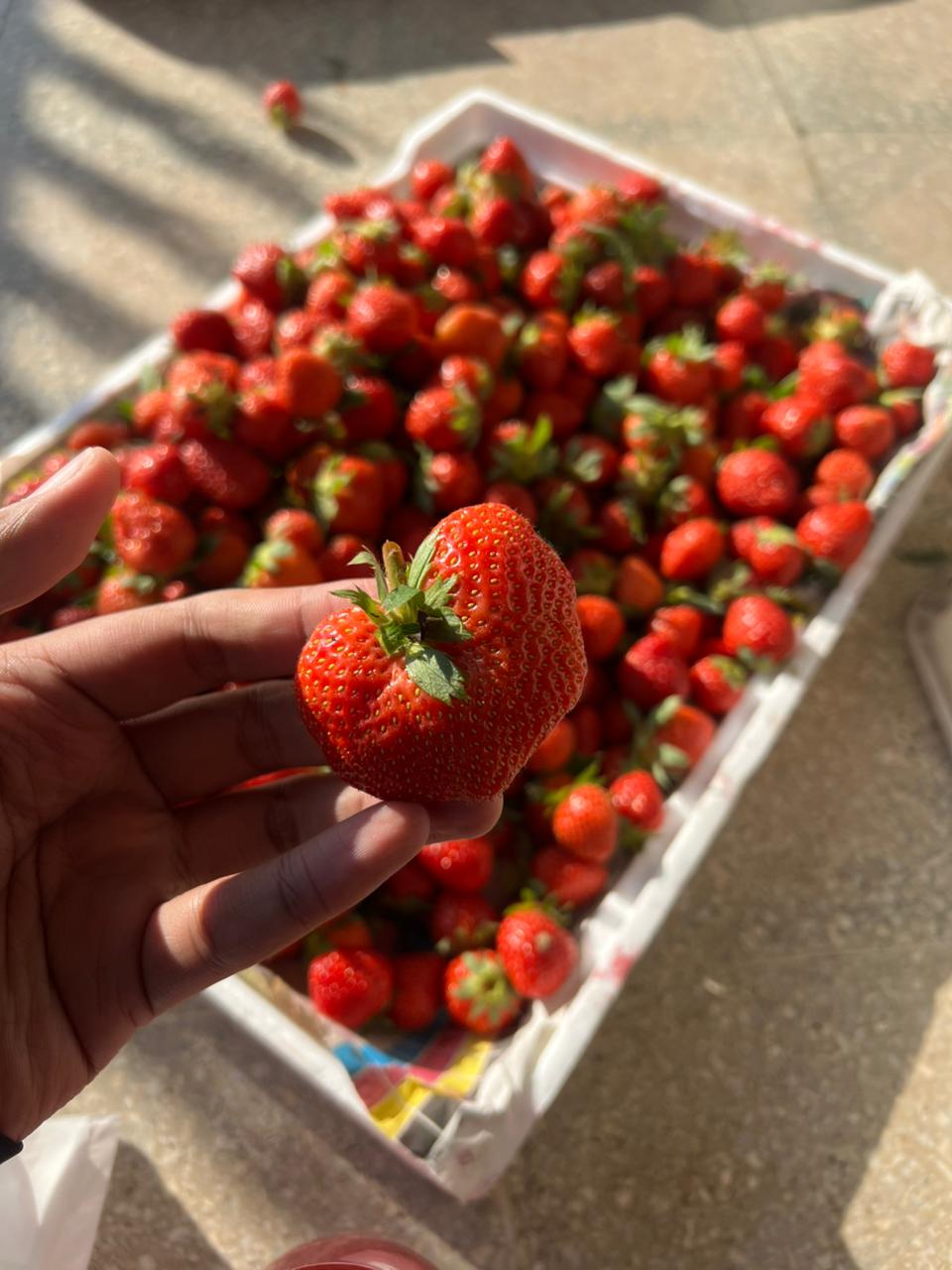 Strawberry Harvest
